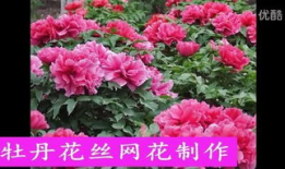 牡丹视频